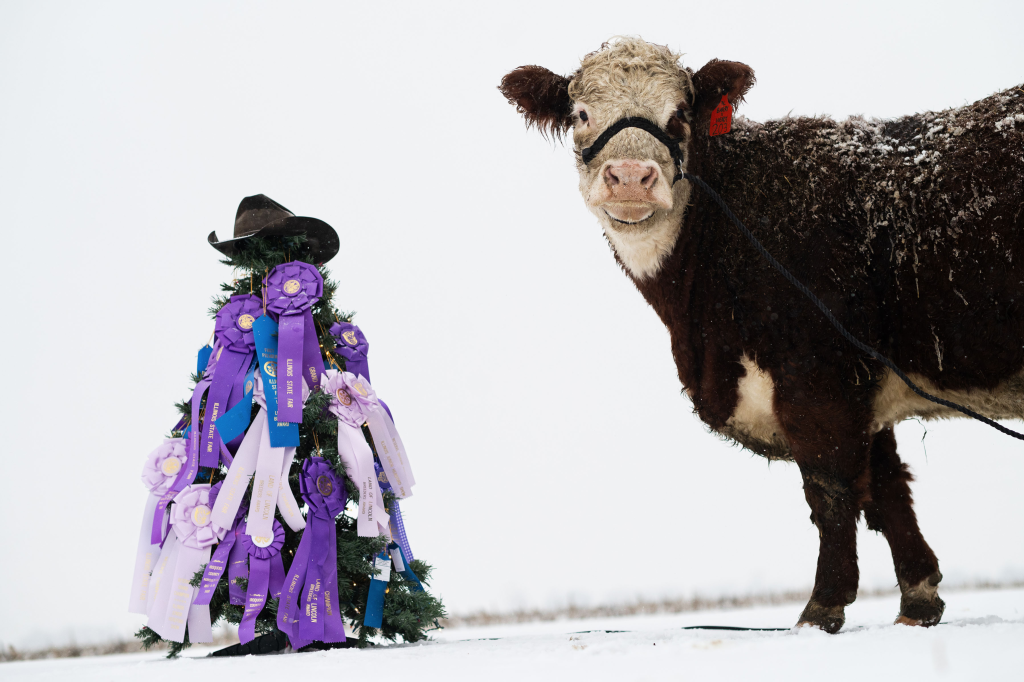 a cow in the snow posing next to state fair ribbons