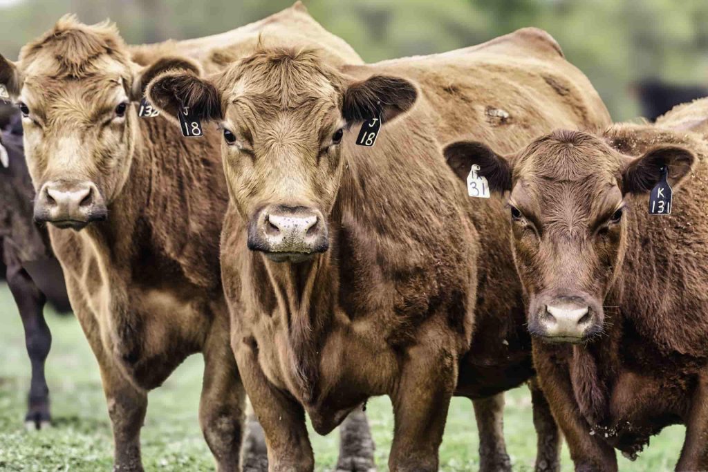 cows facing the camera during summer in a grassy field
