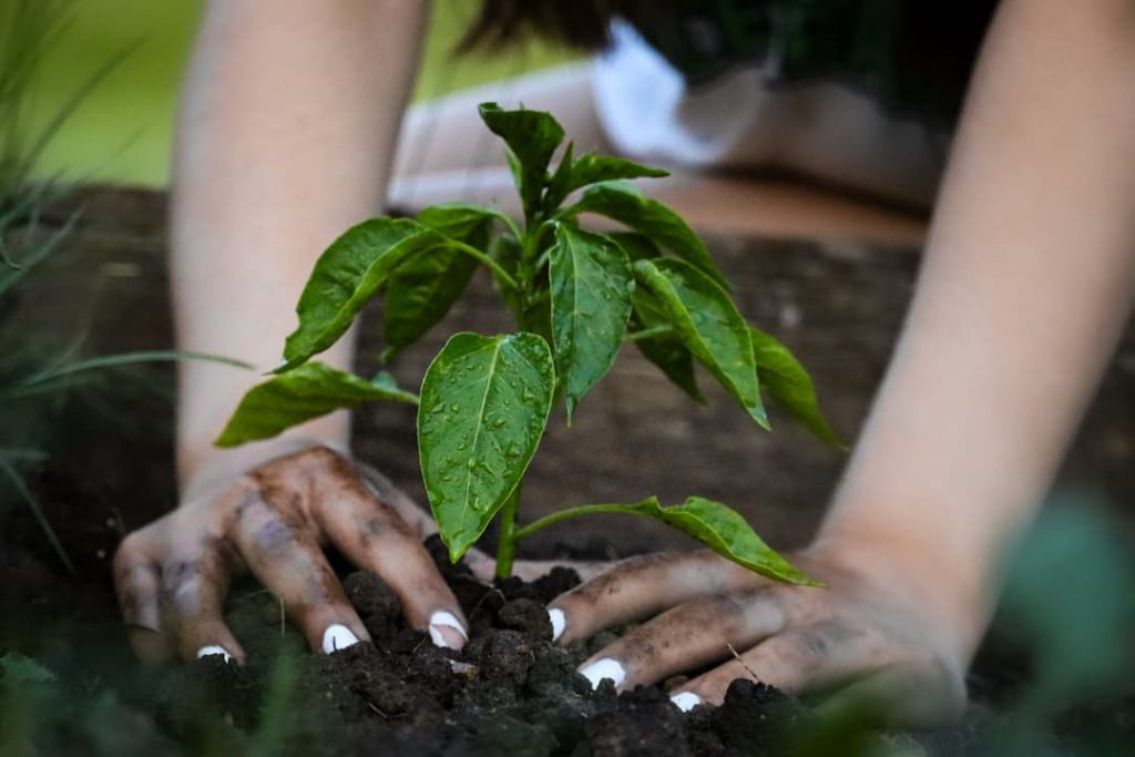 a small pepper plant is being buried in the dirt by the hands of a small child wearing white nailpolish