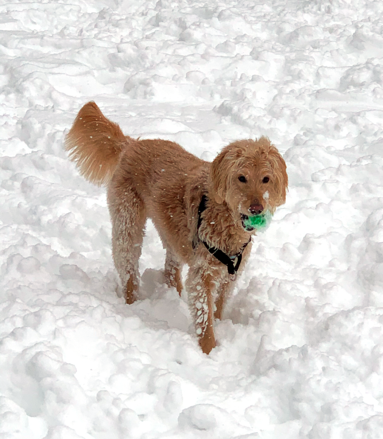 Mila the dog in the snow