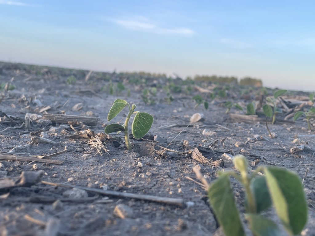 Young crops beginning to sprout in an Illinois field.