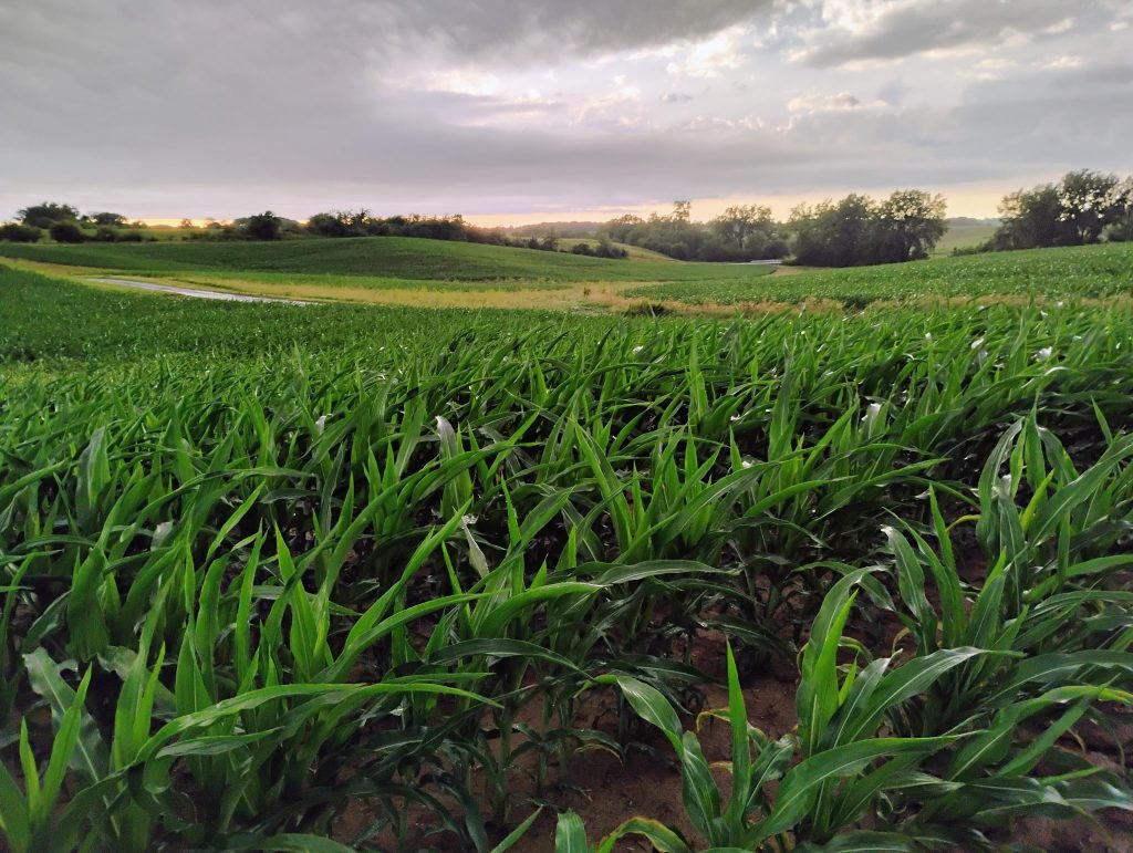 Straight rows of corn growing in an Illinois farm field.