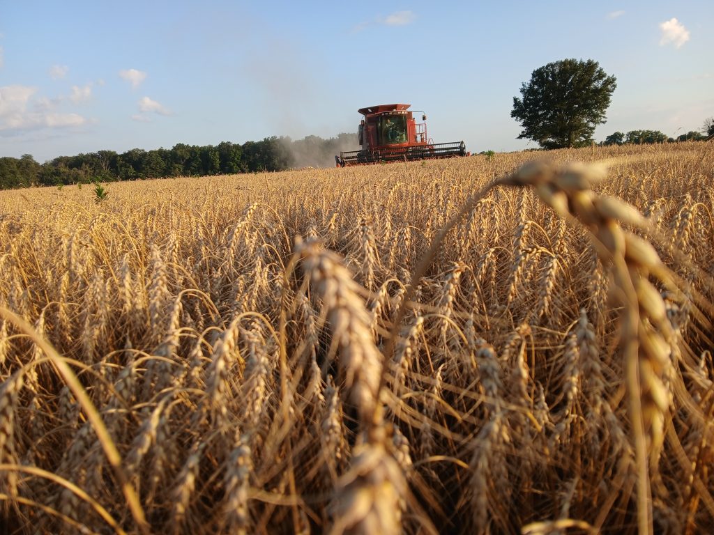 Combine harvesting wheat in an Illinois field.